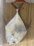 IMG_3966.jpeg