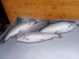IMG_20231104_145017.jpg