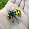 large_display_wasp_lure-005_275806.jpg