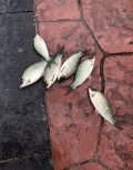 IMG_4917.jpeg
