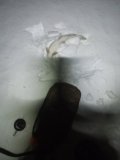 IMG_20231212_070914.jpg