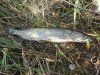 DSC01038.jpg