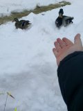 IMG_20240127_084524_718.jpg