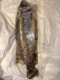 IMG_3147.jpeg
