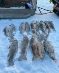 IMG_20240227_144447_652.jpg