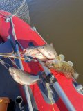 IMG_20240330_164230.jpg