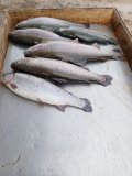 IMG-20240407-WA0012.jpg