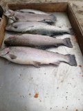 IMG-20240407-WA0032.jpg