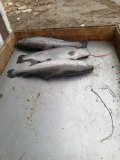 IMG-20240408-WA0020.jpg