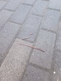 IMG_20240410_065713.jpg