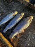 IMG_3425.jpeg
