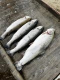 IMG_3821.jpeg