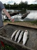 IMG_3822.jpeg