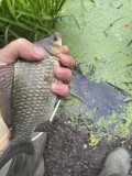 IMG_1603.jpeg