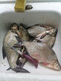 IMG_20240602_122228.jpg