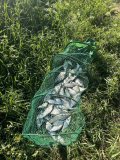 IMG_0042.jpeg