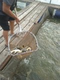 IMG_20240629_080538.jpg