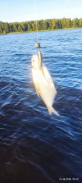 IMG_20240626_200311.jpg