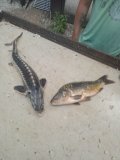 IMG_20240629_191138.jpg