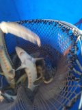 IMG_20240630_074746.jpg