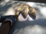 IMG_20240706_115005_1.jpg