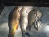 IMG_20240706_144321_1.jpg