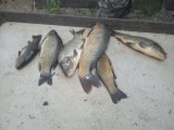 IMG_20240706_180950_1.jpg