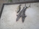 IMG_20240707_204455.jpg