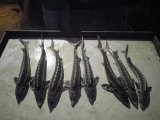 IMG-20240713-WA0046.jpg