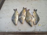 IMG-20240714-WA0042.jpg