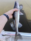 IMG_20240717_090126.jpg