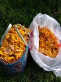 IMG_20240720_082418.jpg