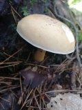 IMG_20240720_073531.jpg