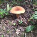 IMG_20240721_133730.jpg