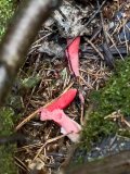 IMG_7055.jpeg