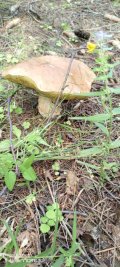 IMG_20240723_161227_413.jpg