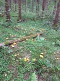 IMG_20240725_072345.jpg