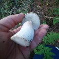 IMG-20240725-WA0055.jpg