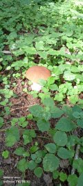 IMG_20240726_095212_179.jpg