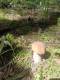 IMG_20240726_115448_888.jpg