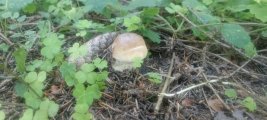 IMG_20240727_085912.jpg
