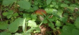 IMG_20240727_113148.jpg