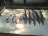 IMG_20240727_153400_1.jpg