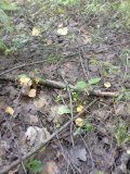 IMG_20240726_163545.jpg