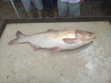 IMG_20240728_152438_1.jpg