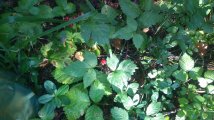 IMG_20240728_085508.jpg