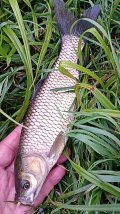 IMG_20240729_054551.jpg