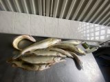 IMG_1148.jpeg