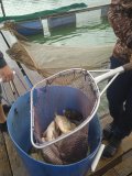 IMG_20240801_124447_1.jpg