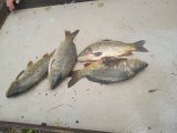 IMG_20240802_192547_1.jpg